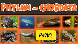 phylum chordata part 2 for NEET 2025🔥🔥 [upl. by Higginson]