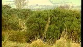 Wildfowling and hunting in Ireland  Fox and Rabbit shooting [upl. by Esojnauj]