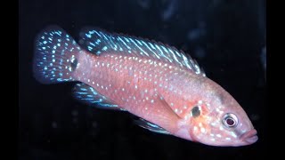 艾克斯爾紅寶石慈鯛Hemichromis exsul [upl. by Harrington]