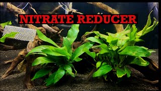 Demonstration of the process of photosynthesis using on aquatic plant like Hydrilla [upl. by Nonnek]