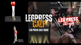 leg press CALF RAISE [upl. by Pavier]