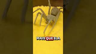 ESSA ARANHA DÁ MEDO [upl. by Idnam950]