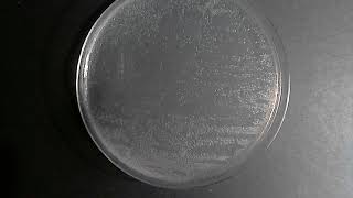 Serratia marcescens time lapse and pigment production prodigiosin [upl. by Isleana778]