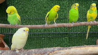 Cute Budgies Chirping 2 Hours of Relaxing Parakeet Sounds to Reduce StressSinging a Birds [upl. by Coppins]