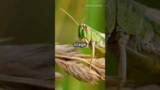 The life of grasshopper🦗🦗grasshopper grasshoppermanufacture facts youtubeshorts youtube [upl. by Will]