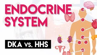 DKA vs HHS  Endocrine System Part 4 [upl. by Efeek]