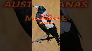 🌟 Descubra a Pega Australiana 🌟curiosidades aves natureza descubra [upl. by Romine]