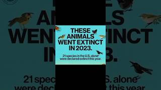 Animals that Went Extinct In 2023 😱  Recent Extinctions  animals usa [upl. by Aicekan556]