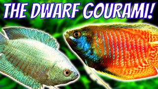 Dwarf Gourami Care and Breeding Guide  How To Care For and Breed Dwarf Gouramis [upl. by Dranek]