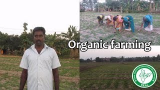 REAL  organic peanut farmers [upl. by Ohs105]