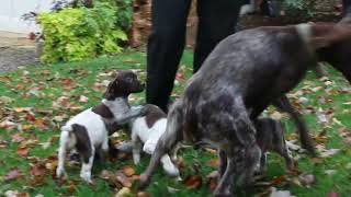 German Shorthaired Pointer Puppies For Sale [upl. by Orth]