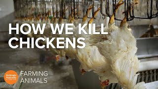 How slaughterhouses kill thousands of chickens an hour [upl. by Thoma859]