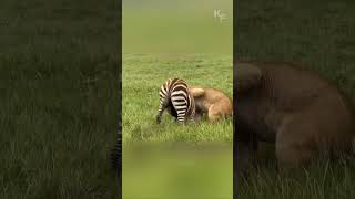 A Fierce Battle for Survival Between Lioness and Zebra [upl. by Tressa]