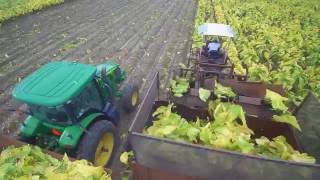 2016 Tobacco Harvest DEJ Turner Farms [upl. by Eusebio]