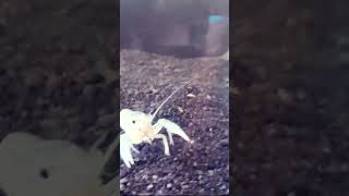 My beautiful cray fish🦞❤️ bollywood love movie hindisong nature film song fish aquarium [upl. by Lavona522]