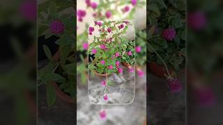 How to collect gomphrena seeds flowers youtubeshortsvairalshort shortsfeedtrending [upl. by Leivad]