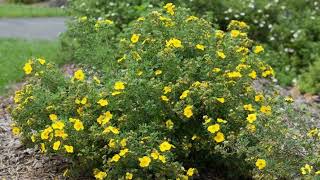 How to Grow Potentilla [upl. by Aridaj]