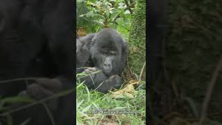 Territorial Communication Among Gorillas The Silent Battle for Territory [upl. by Jada762]