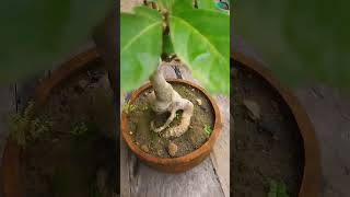 Terminalia Bellirica Bonsai viralvideo bonsai bonsaigarden bonsaiideas plants [upl. by Octavla391]