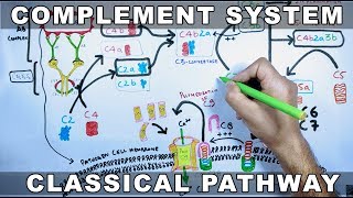 Complement System  Classical Pathway [upl. by Aneert]