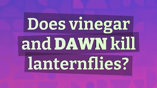 Does vinegar and Dawn kill lanternflies [upl. by Burns]