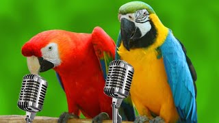 Parrots Singing  Funny Parrots Singing Songs [upl. by Llewellyn]