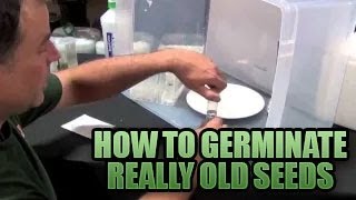 Germinating Really Old Seeds 101  How to get Old Seeds to POP Sprouting Old Seeds in Growers House [upl. by Notgnilliw]