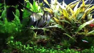 Cryptocoryne Forest [upl. by Syramad89]