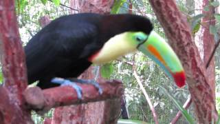 Tucan pico arco iris Costa Rica [upl. by Ardnassela904]