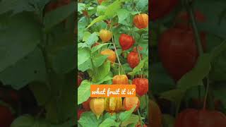 buahciplukanphysalisfruitdeliciousfoodsatisfyingoddlyshortsshortvideo viraltrendingfunny [upl. by Hazaki]