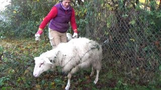 FollowUp To Worlds Biggest Carnivorous Plant Catches Whole Sheep Video [upl. by Aliled]