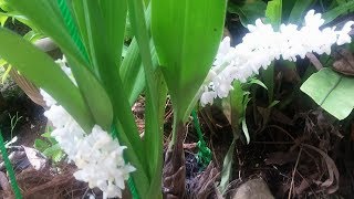 The Beauty of Species Orchid  Eria hyacinthoides [upl. by Amihsat]