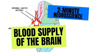 Cerebral blood flow and its control [upl. by Acey]