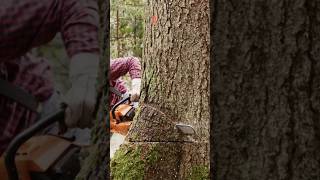 Cutting trees 🌲🌳🌴technics arborist chainsaw stihl tree ytshorts [upl. by Areval]