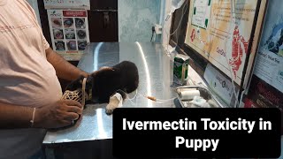 Ivermectin Toxicity in Puppy Clinical Signs [upl. by Einafit]