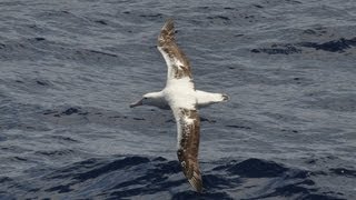 Dynamic Soaring How the Wandering Albatross Can Fly for Free [upl. by Ferreby135]