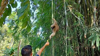 Gibbons of Barakuri village  Assam Primates Hoolock Gibbons  sanctuary [upl. by Eiddal]