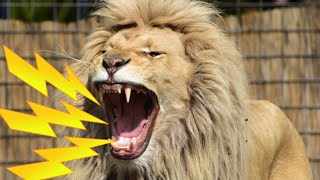 INTENSE Lion Roaring Sounds  Scary Lions Roar Sound Effect [upl. by Rahs570]