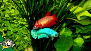 Betta Fish Room Tour  Betta Fish Tanks  Aquarium CoOp [upl. by Athalie]