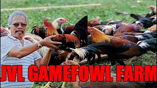 American gamefowl  free range farm [upl. by Airtal166]