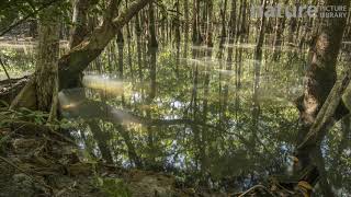 Timelapse of the tide rising in a Mangrove forest Daintree Wet Tropics World Heritage Area North [upl. by Gena]