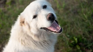 Great Pyrenees Meeting sheep for first time [upl. by Etnomaj]