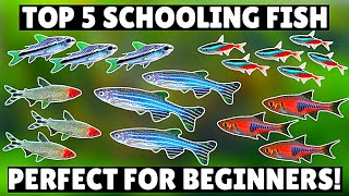 Top 5 BEST Schooling Aquarium Fish for Beginners [upl. by Wylen]