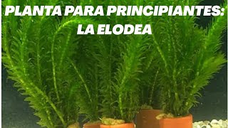 Elodea Ficha técnica [upl. by Persian]