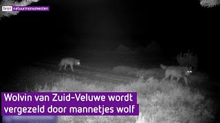 Mogelijk wolvenpaar op de ZuidVeluwe [upl. by Latrell]