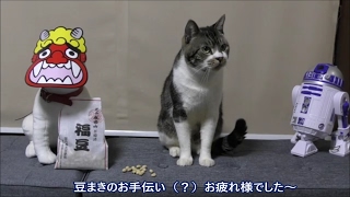 【節分】猫と豆まき☆リキちゃんと豆まきをしたらどうなるかな！？ハプニングの連続？【リキちゃんねる 猫動画】Cat videos キジトラ猫との暮らし [upl. by Lleder]