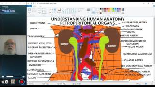 UNDERSTANDING HUMAN ANATOMYABDOMEN RETROPERITONEAL ORGANS PART 3 [upl. by Verbenia565]