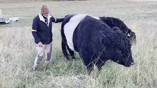 Moving The Belted Galloways amp Weaning Our First Calf beltedgalloway [upl. by Archambault912]