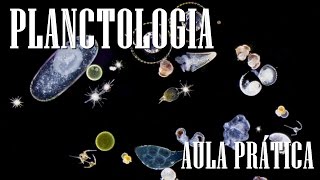 AULA PRÁTICA DE OCEANOGRAFIA PLANCTOLOGIA 010 [upl. by Cynarra747]