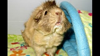 Taming Guinea Pigs 10 Trusted Tips [upl. by Bocock628]